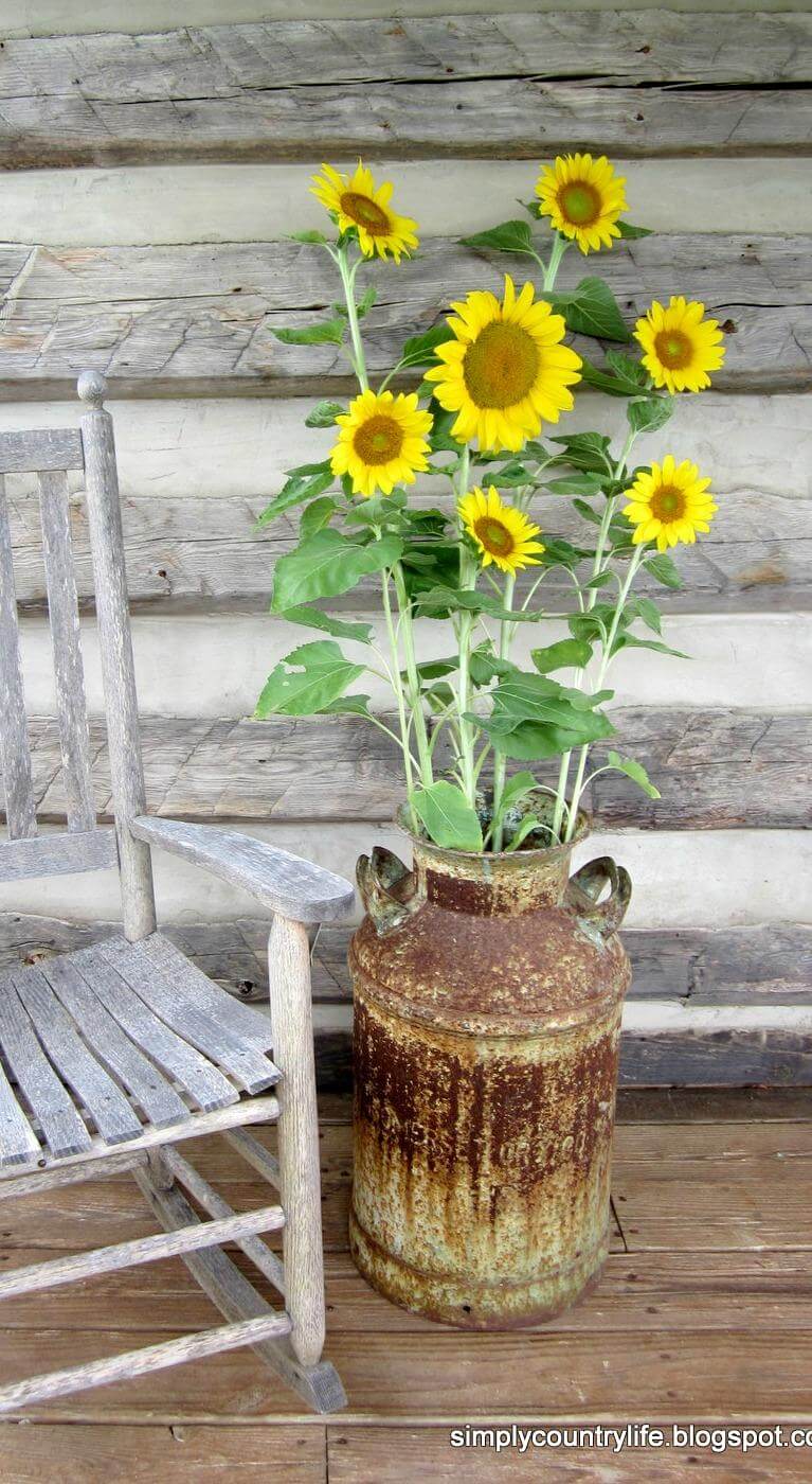 porch rustic farmhouse decor country sunflower garden milk old front sunflowers cans flowers vintage porches containers flower cabin horse collar